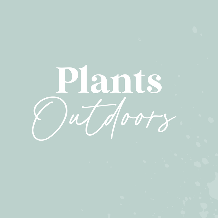 Plants Outdoors
